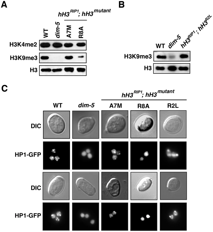 Reduced H3K9 methylation and HP1 binding in selected <i>hH3</i> substitution strains.