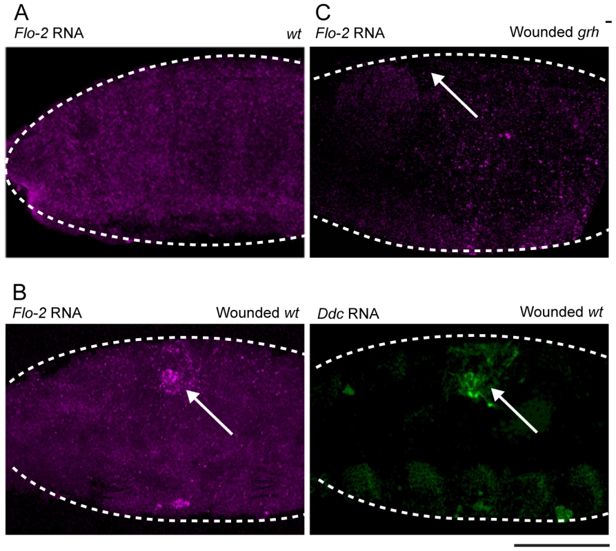<i>Flo-2</i> transcriptional activation at wound site depends on <i>grainy head</i> function.