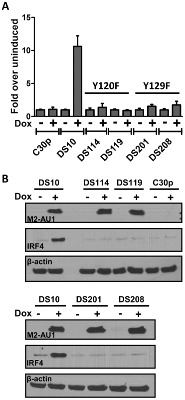 Tyrosines 120 and 129 of M2 are indispensable for M2 mediated NFAT activation and IRF4 expression.