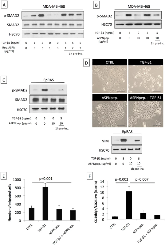 Asporin binds to TGF-β1 and inhibits its downstream signaling and function.