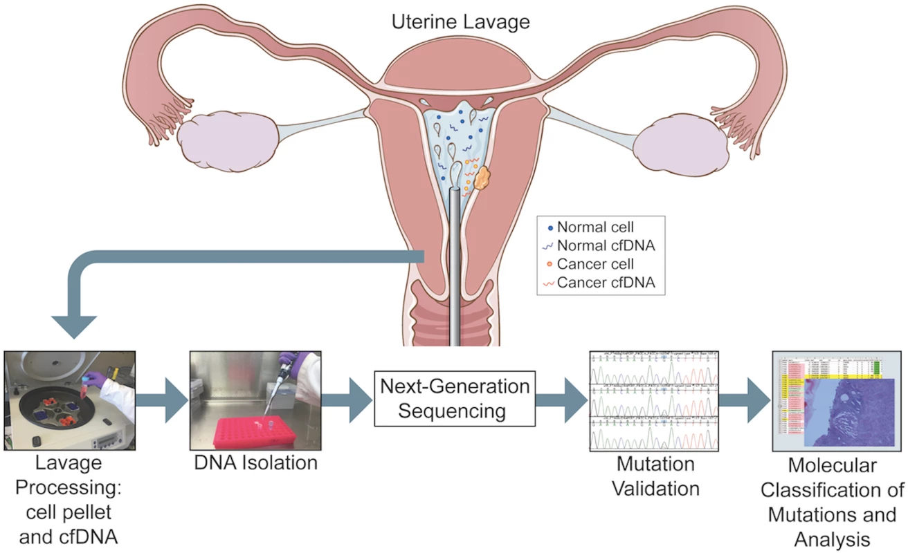Overview of the study pipeline beginning with collection of uterine lavage fluid at the initiation of hysteroscopy.