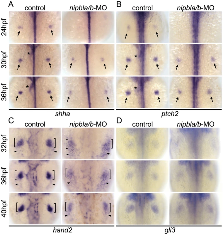 Reduction of genes involved in the <i>shh</i>-related gene regulatory cassette in developing pectoral fin mesenchyme of Nipbl-deficient embryos.