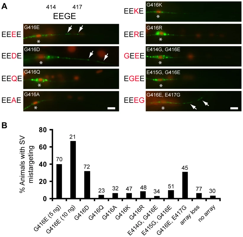Negative charges of the EEGE cluster in the MEC-12 H12 helix instruct synaptic vesicle targeting.