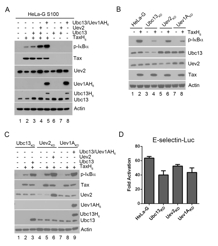 Ubc13-containing E2 enzymes are crucial for IKK activation by Tax <i>in vitro</i> and <i>in vivo</i>.