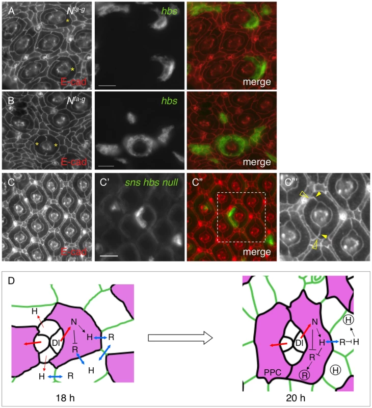 Spatial organization of primary pigment cells requires Hbs and Sns.