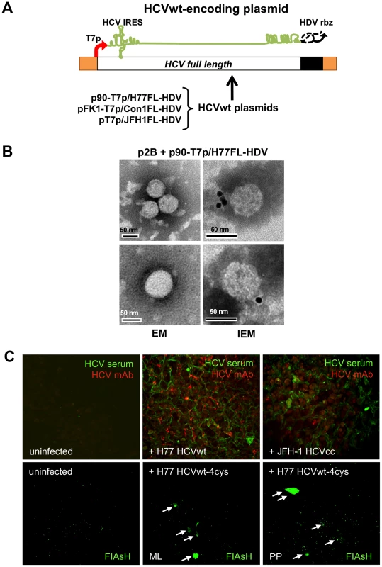 Wild-type HCV produced in BHK-WNV cells infect human liver slices.