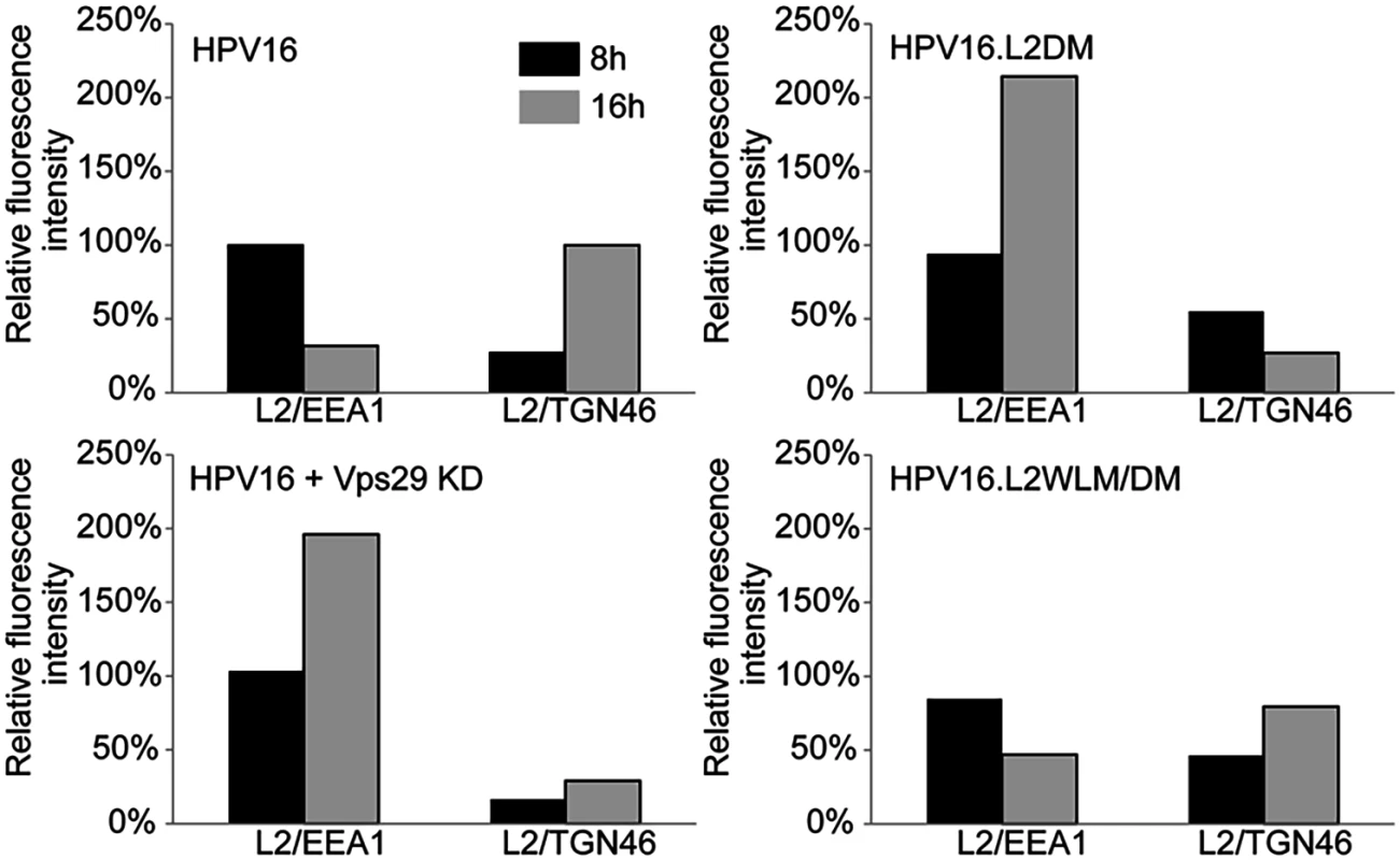 Quantitation of HPV trafficking in the absence of retromer activity or binding.