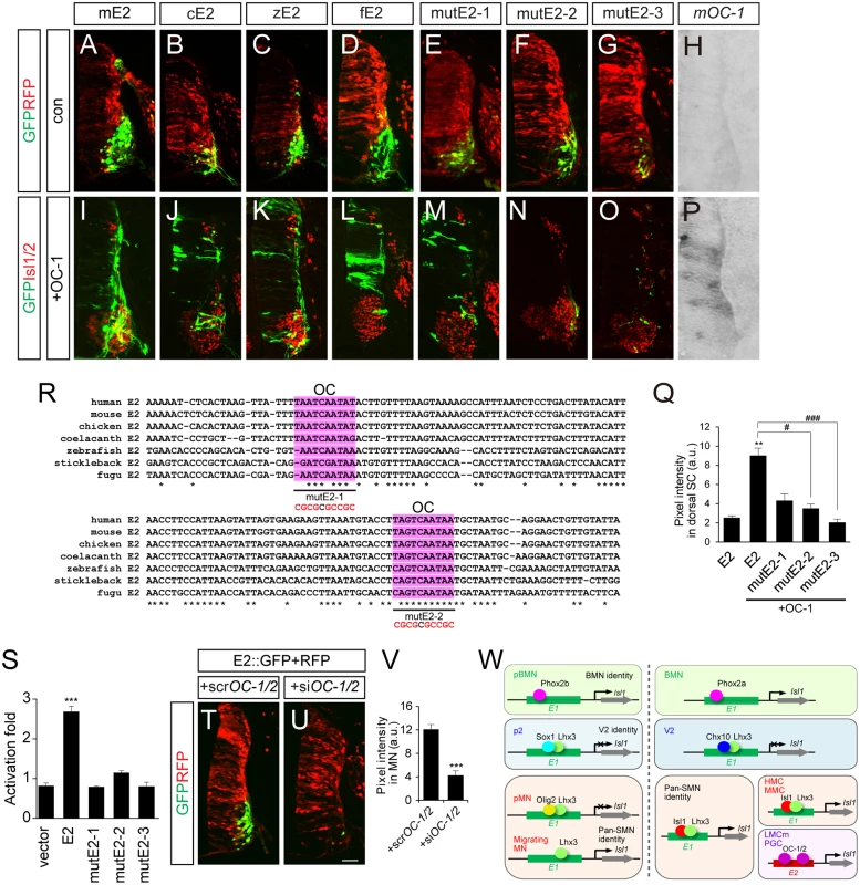OC-1 activates the E2 enhancer in LMC neurons.