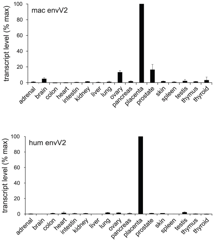 qRT–PCR analysis of <i>envV2</i> transcripts in macaque and human tissues.