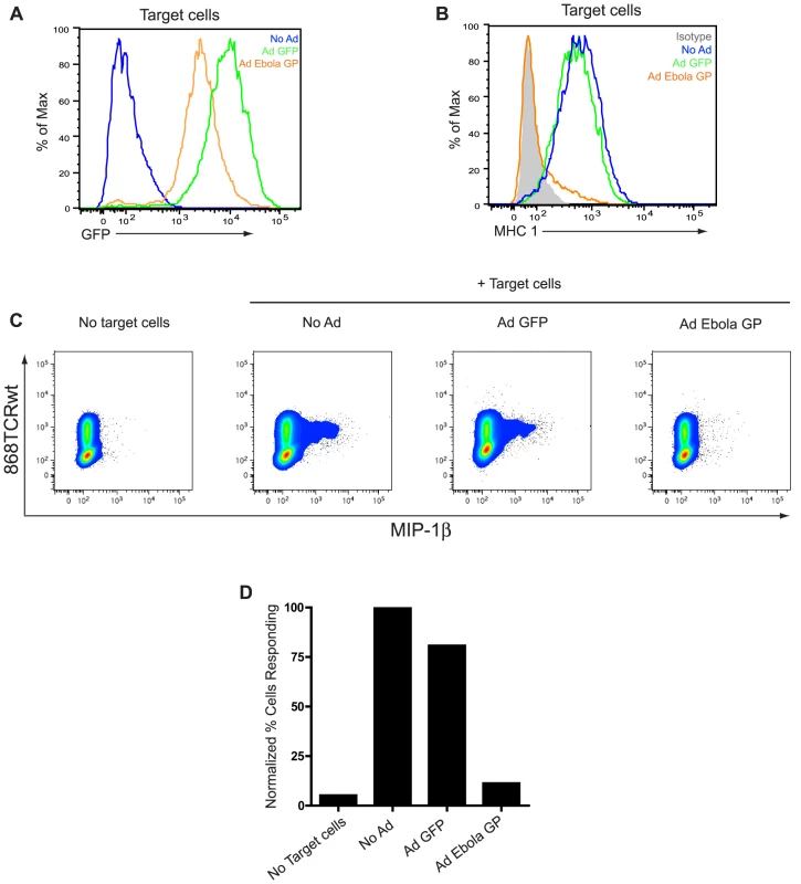 EBOV GP-induced disruption of MHC1 prevents activation of CD8<sup>+</sup> T cells.