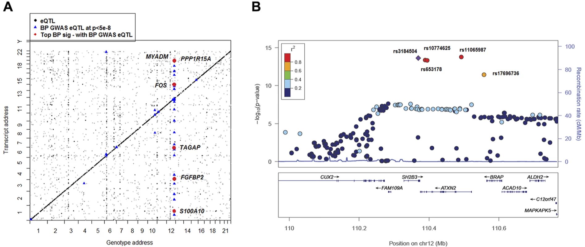 Global view of BP eQTLs effects on differentially expressed BP signature genes.