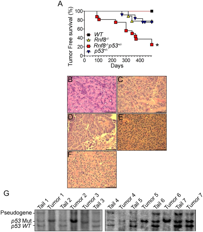 Increased tumor incidence and modification of the tumor spectrum in <i>Rnf8<sup>−/−</sup>p53<sup>+/−</sup></i> mice.