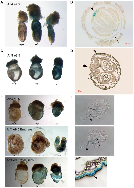 Arf4 expression is concentrated in the visceral endoderm during development.