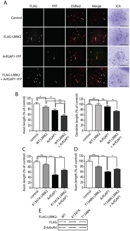 Synergistic effects of LRRK2 and ArfGAP1 overexpression on neurite shortening.