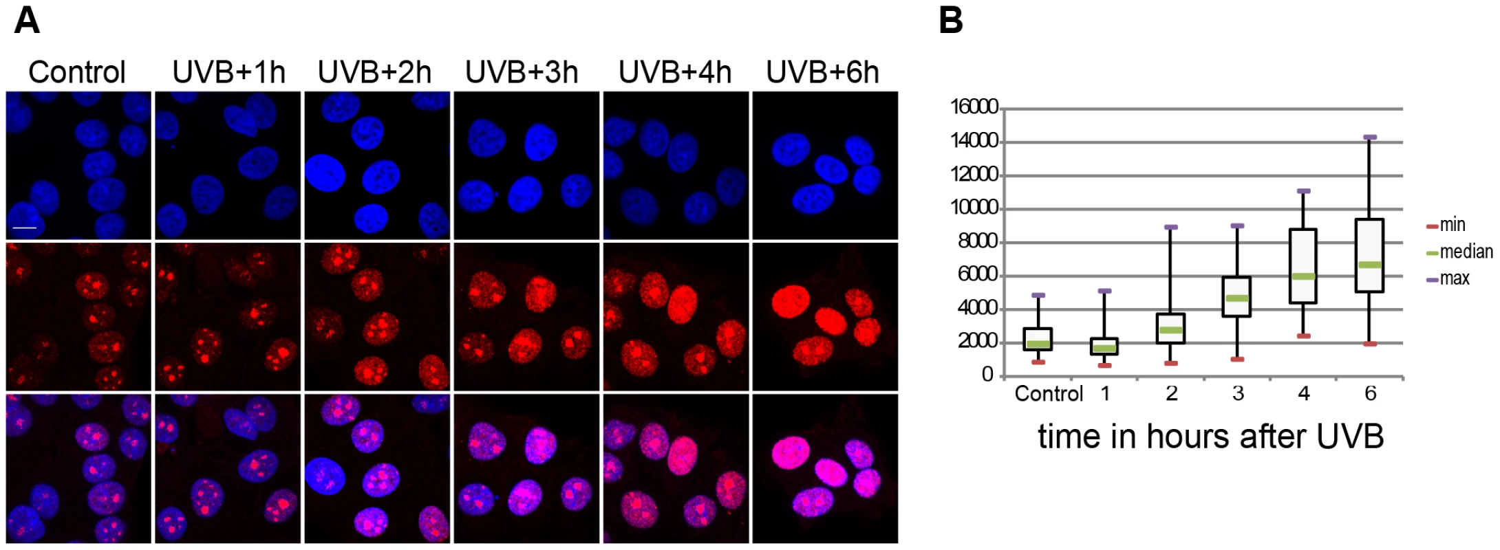 Global ongoing transcription in MCF7 cells upon UVB irradiation.