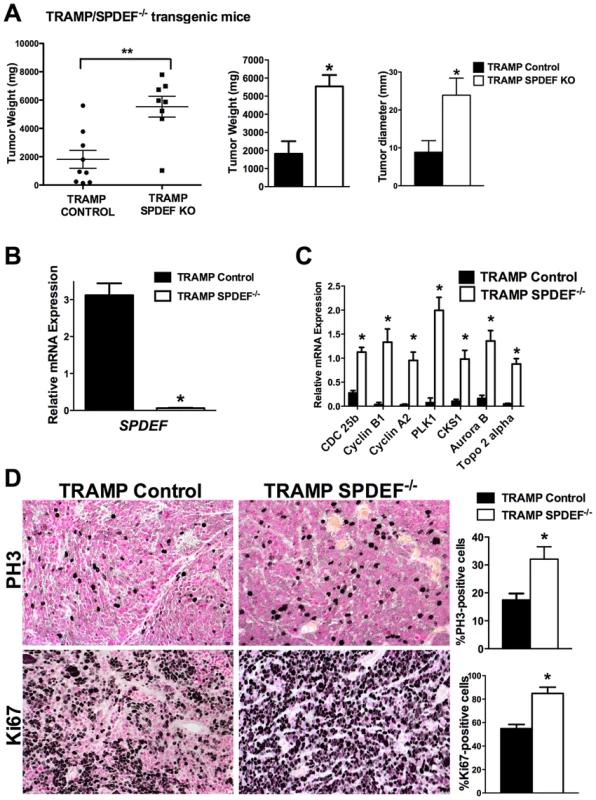 Prostate carcinogenesis is increased in SPDEF<sup>−/−</sup> mice.