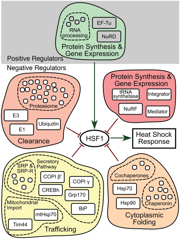 HSR regulatory network model.