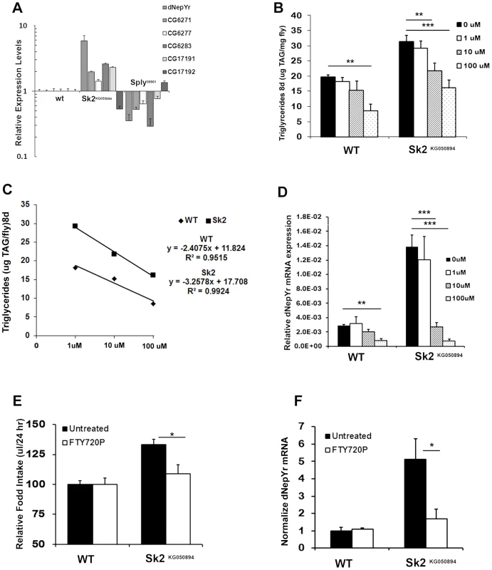 The ceramide:S1P rheostat's role in regulating <i>dNepYr</i> expression and caloric intake.