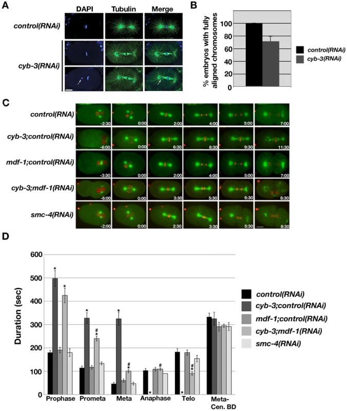 <i>cyb-3(RNAi)</i> results in chromosome congression defects and a prolonged SAC–dependent metaphase delay.