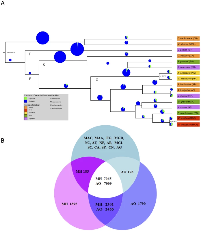 Gene family expansions, contractions and lineage-specific proteins of the nematode-trapping fungi <i>M. haptotylum</i> and <i>A. oligospora</i>.