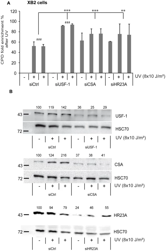 CSA, HR23A, and USF-1 knock-down (KD) affect the level of DNA damage in XB2 cells.