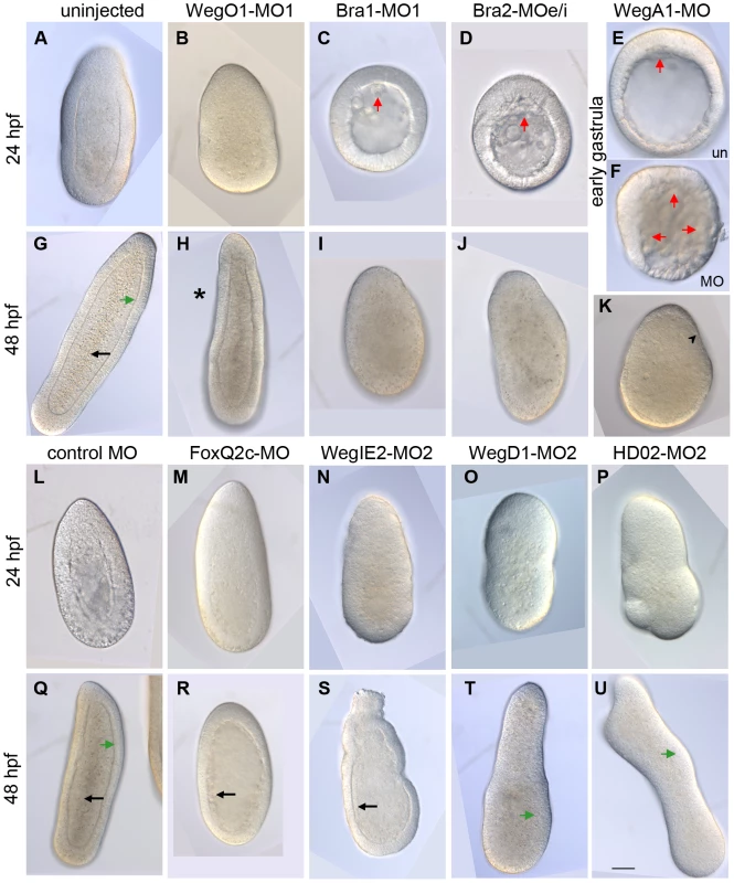 Morpholinos targeting conserved and cnidarian-specific transcripts disrupt development.