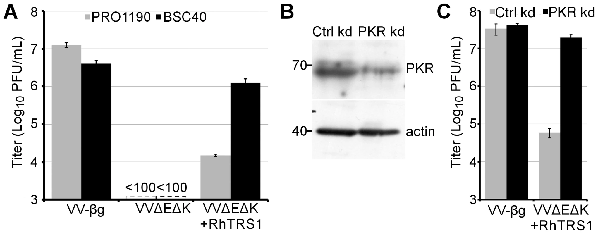 PKR inhibits VVΔEΔK+RhTRS1 replication in PRO1190 cells.