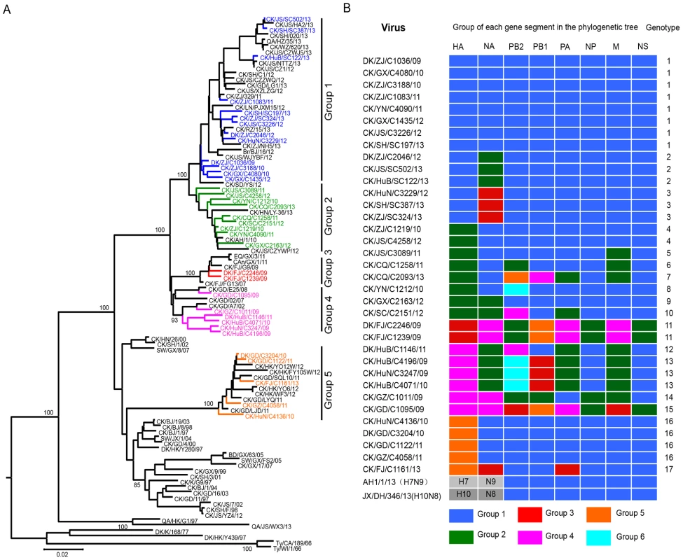 Genetic relationships among the HA genes and genotype evolution of H9N2 viruses.