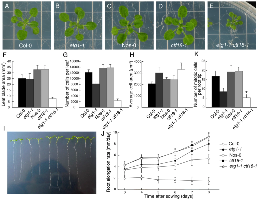 Inhibition of plant growth by loss of sister chromatid cohesion.