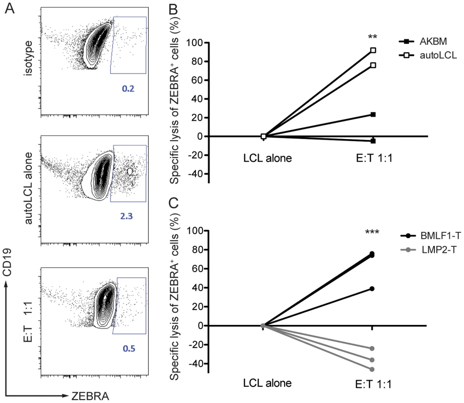CD8<sup>+</sup> BMLF1-specific clones eliminate lytically replicating EBV transformed B cells <i>in vitro</i>.