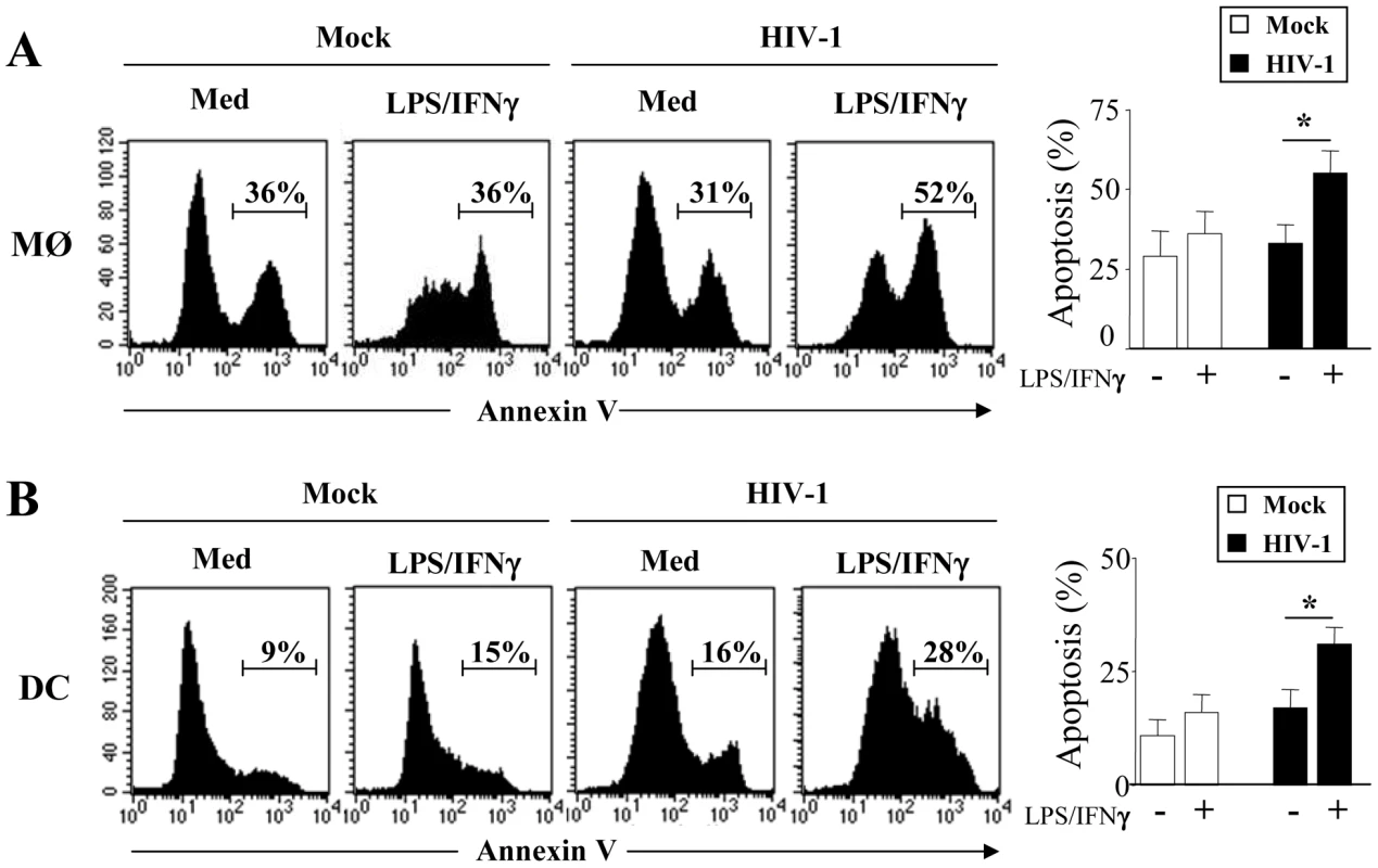 HIV-1 infected monocyte-derived macrophages and monocyte-derived DCs undergo apoptosis after stimulation.