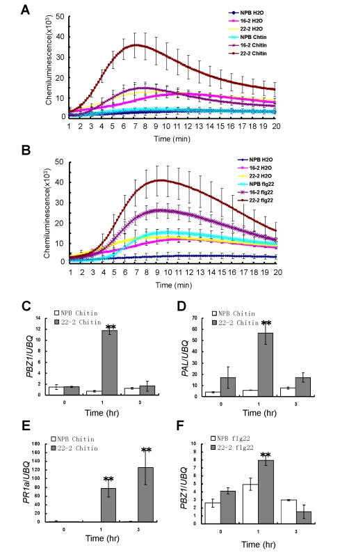 ROS generation and defense-related gene expression of the <i>Spin6</i> RNAi lines after chitin and flg22 treatments.