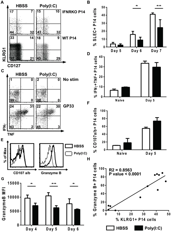 Poly(I∶C)-pretreated P14 CD8 T cells have reduced effector function.