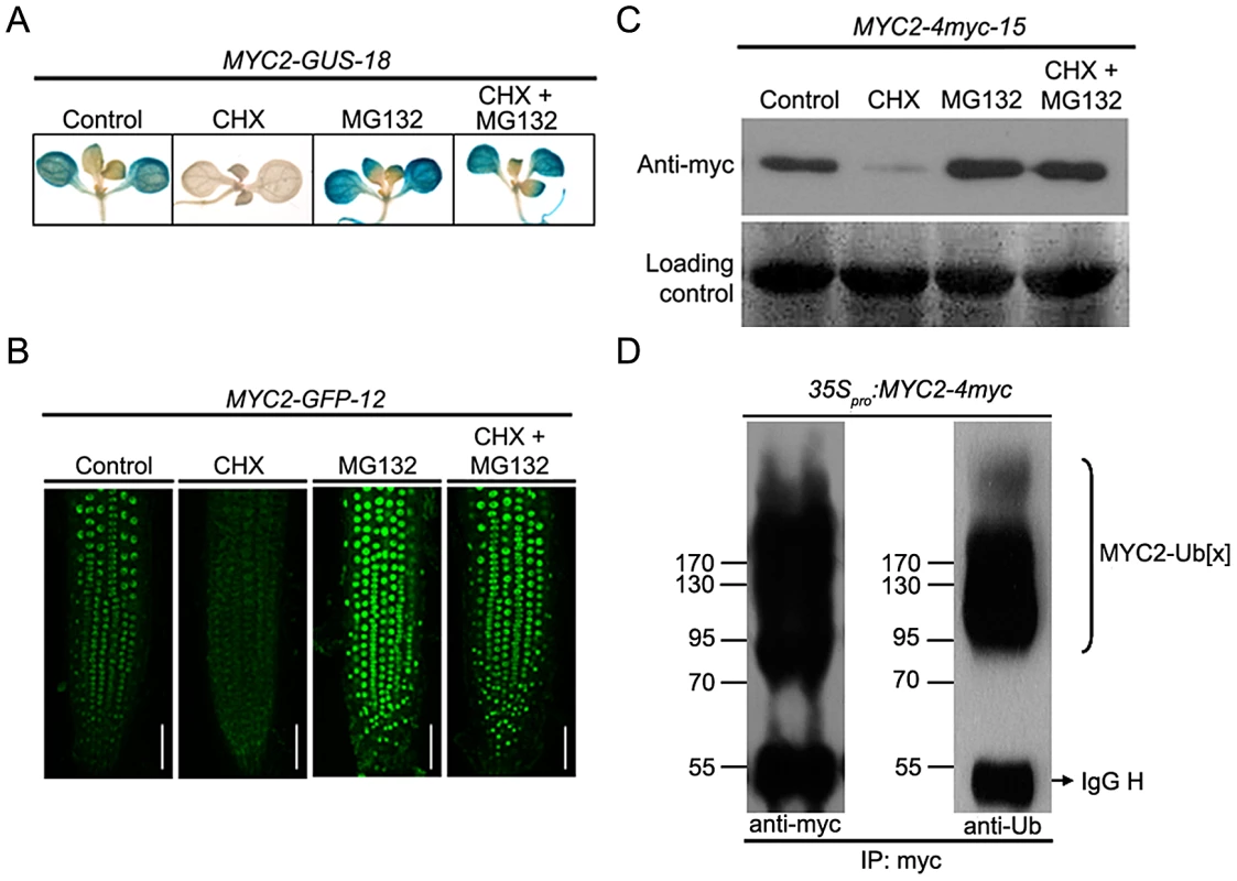 MYC2 Is Subjected to Proteasome-Mediated Degradation.