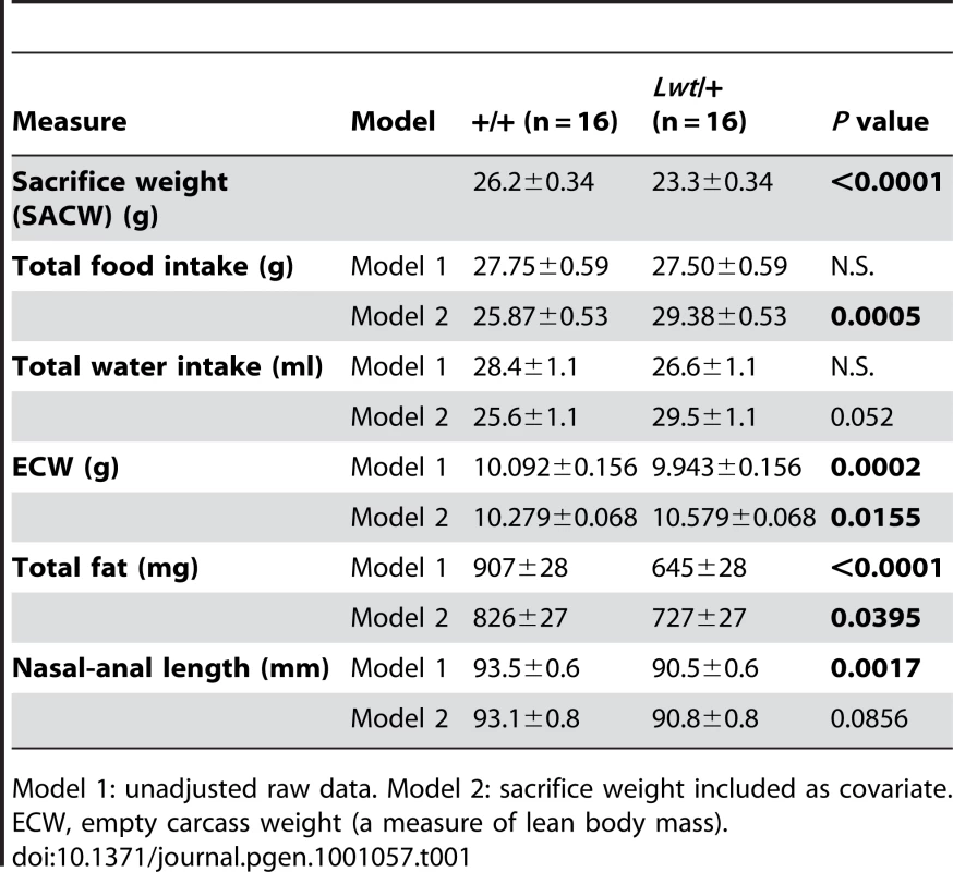 Body composition and food and water consumption of male +/+ and <i>Lwt</i>/+ mice (value ± SEM).