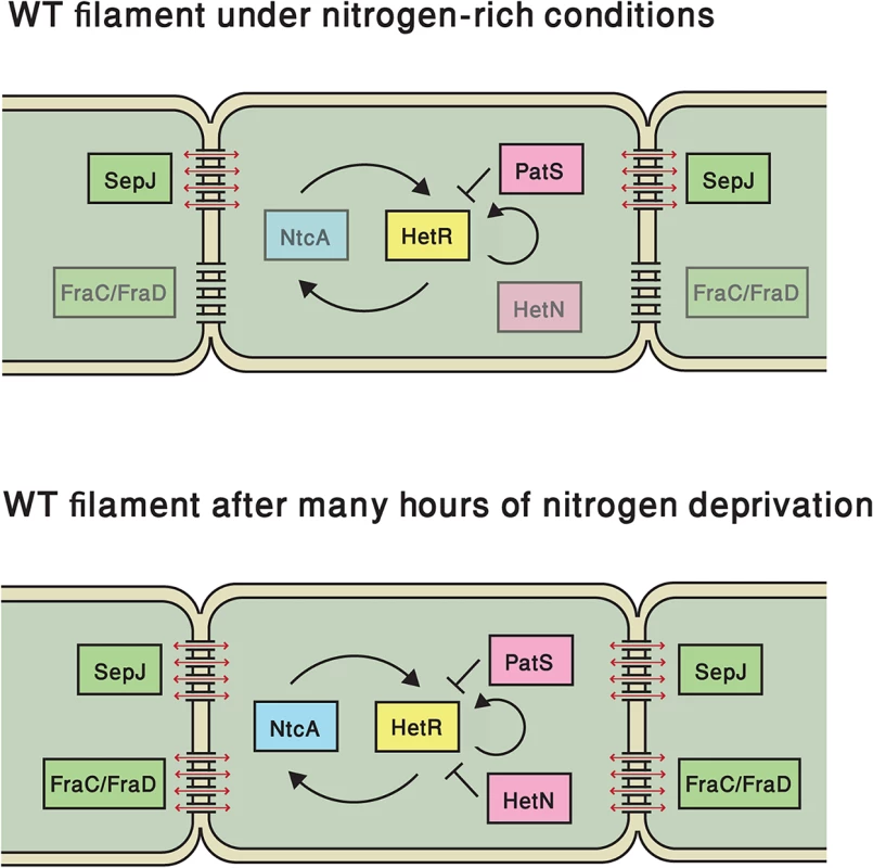 Elements that regulate <i>hetR</i> expression in this study, both under nitrogen-replete conditions and following nitrogen deprivation.