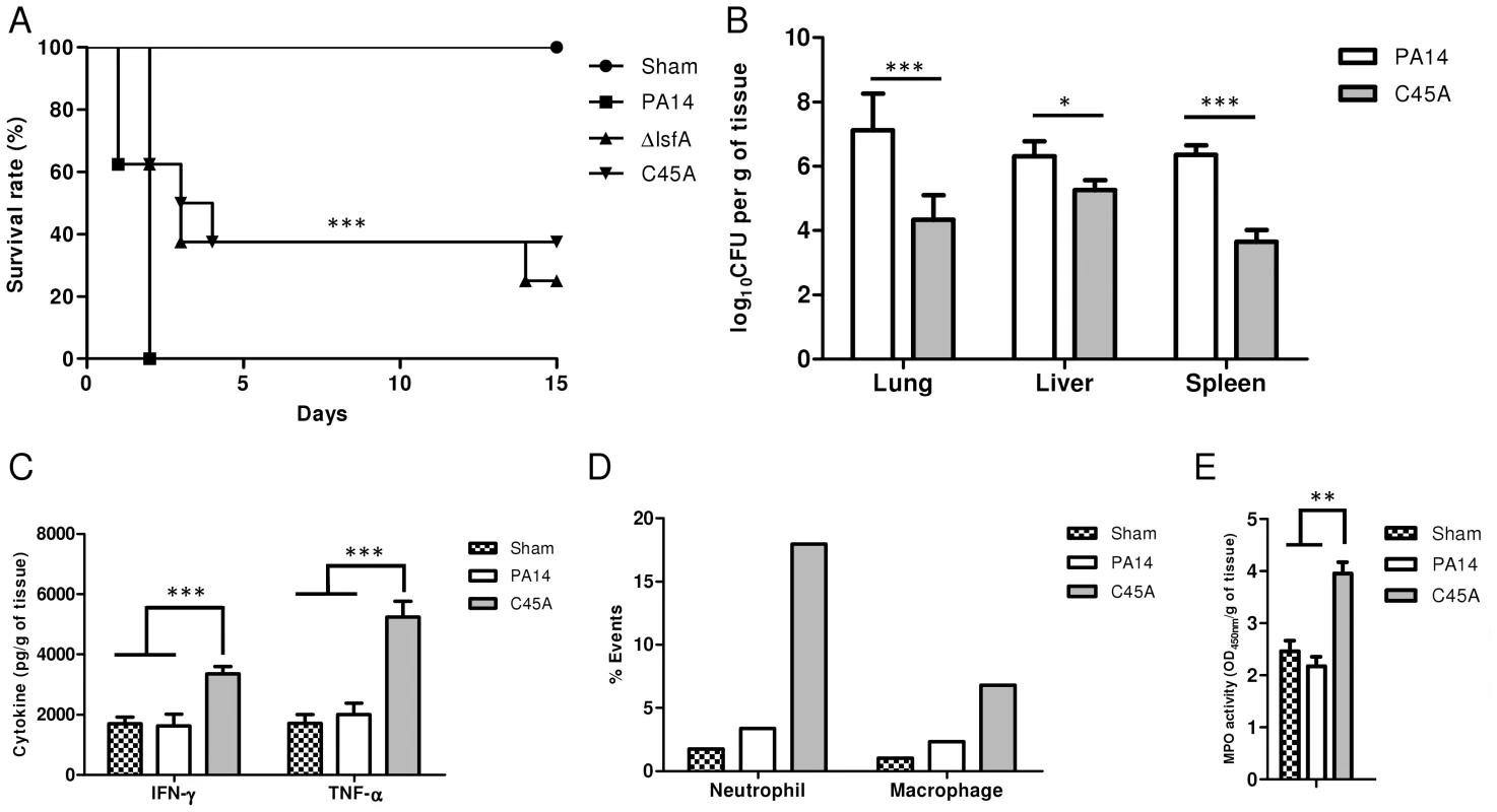 LsfA plays an important role in virulence in an acute pneumonia model.