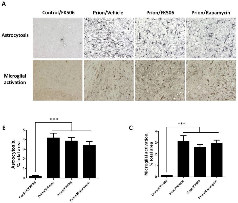 Treatment with FK506 does not alter the extent of astrocytosis or microglial activation.