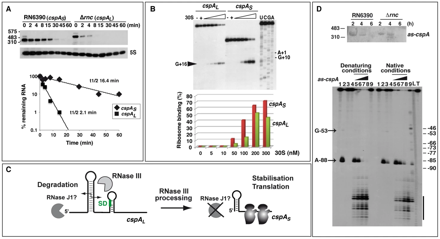 RNase III–dependent processing stabilizes <i>cspA</i> mRNA and enhances translation.