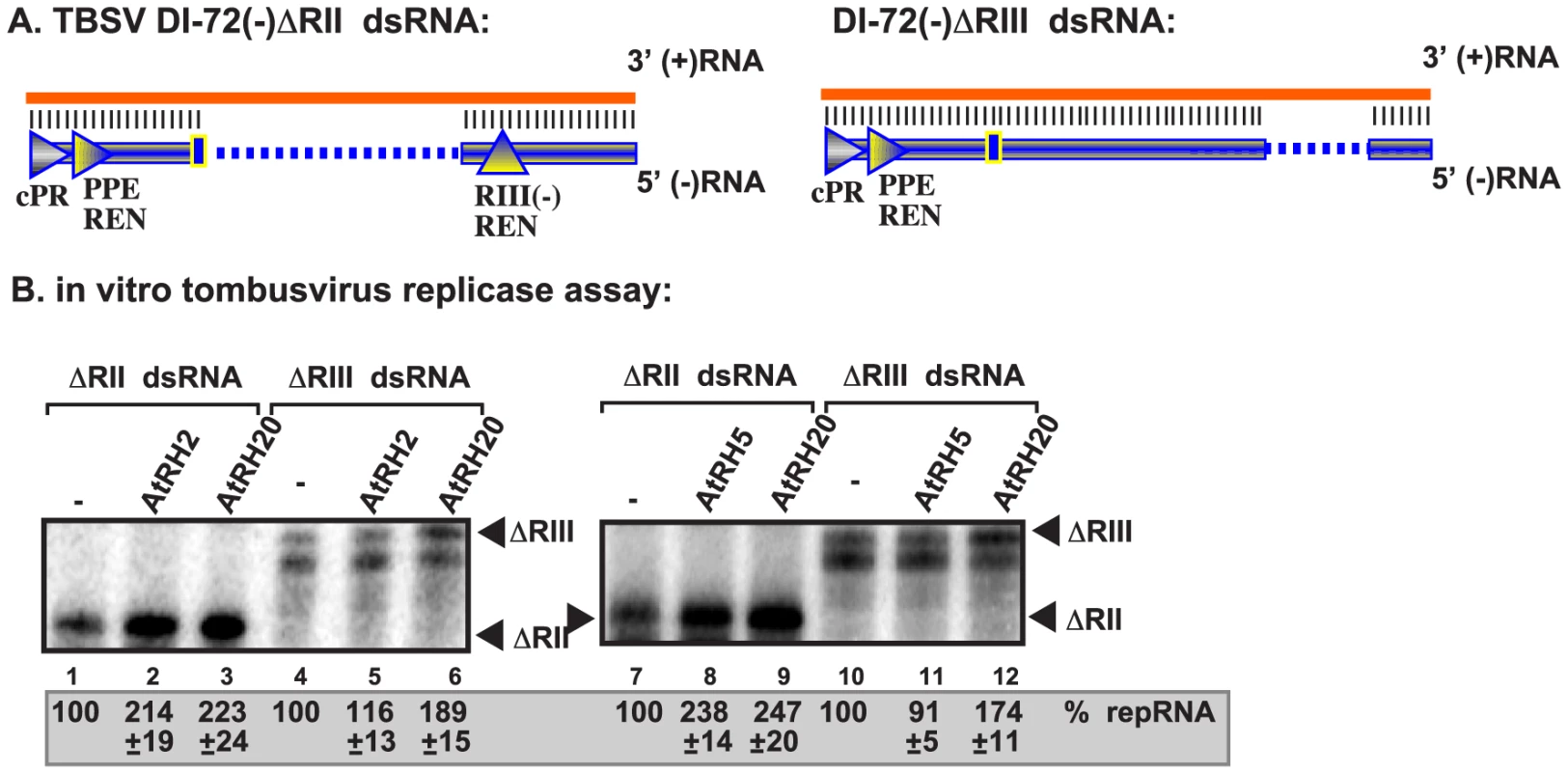 AtRH2 and AtRH5 promote plus-strand synthesis on partial dsRNA templates by the affinity-purified tombusvirus replicase.