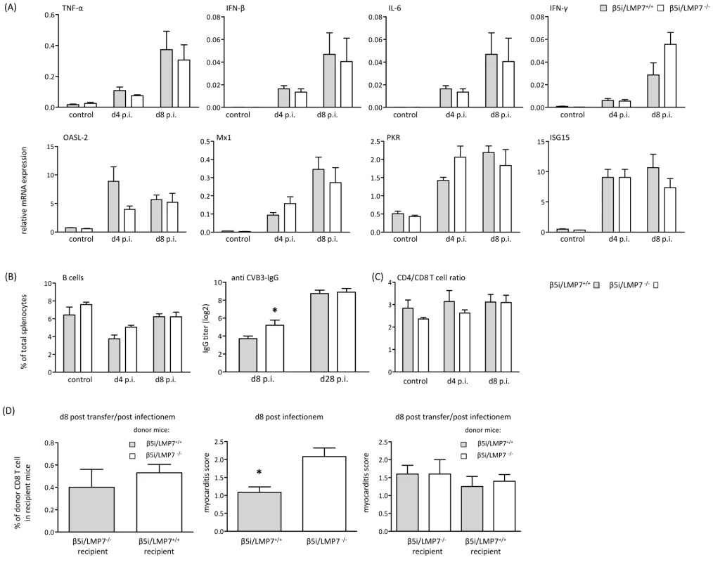 Adaptive immune responses in CVB3-infected IP-deficient mice.