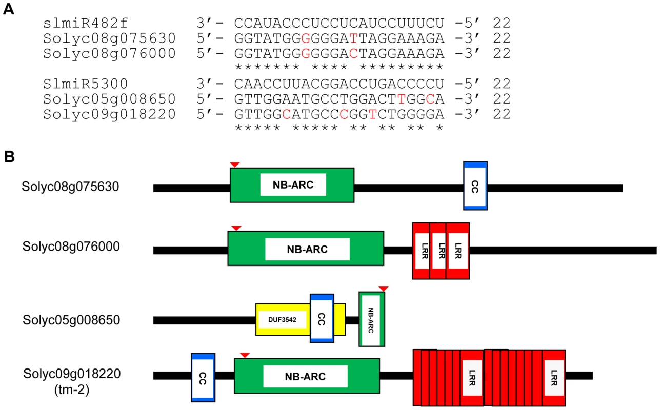 Alignment of slmiRNA sequences with predicted mRNA targets and protein domain analysis.