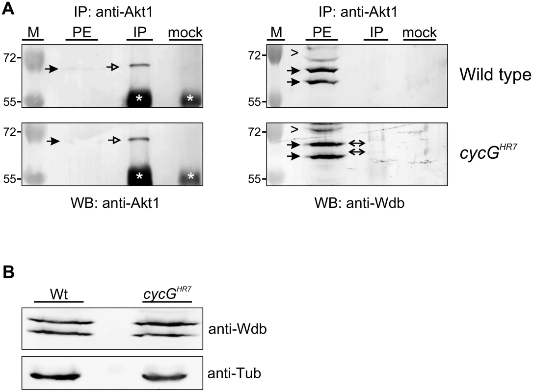 Influence of CycG on Akt1-Wdb binding.