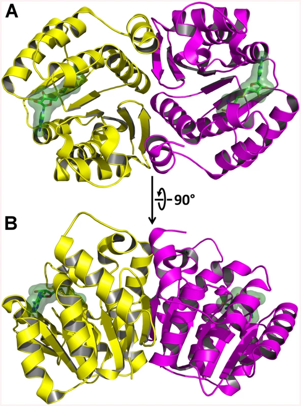 X-Ray Crystal Structure of AnphA.01233.a Bound to SAH.
