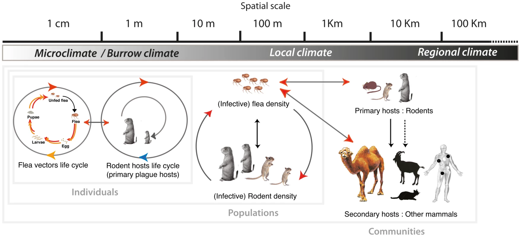 Illustration of the abiotic environment impact on the plague cycle as a function of spatial scale.