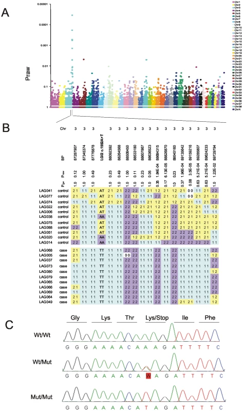 Mapping and identification of the benign focal juvenile epilepsy mutation in <i>Lagotto Romagnolo</i>.