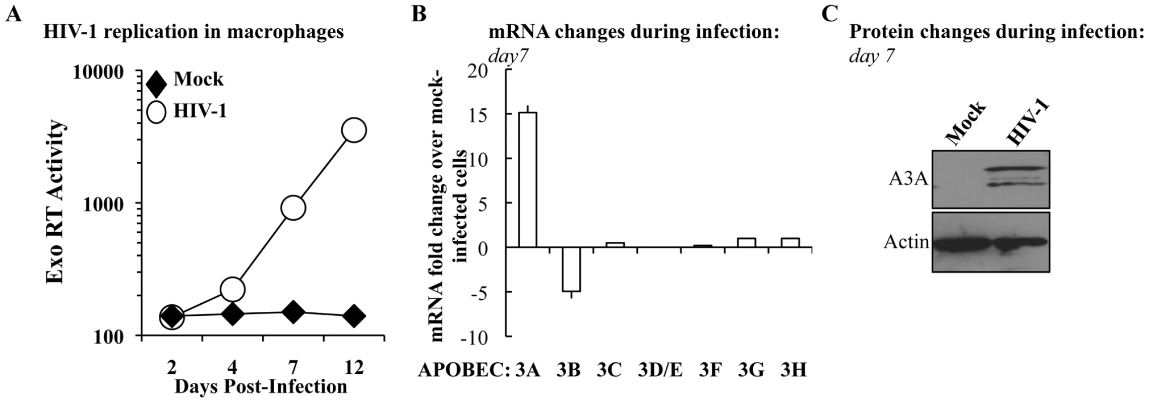 The expression of A3A is specifically increased during HIV-1 spread in infected macrophages.
