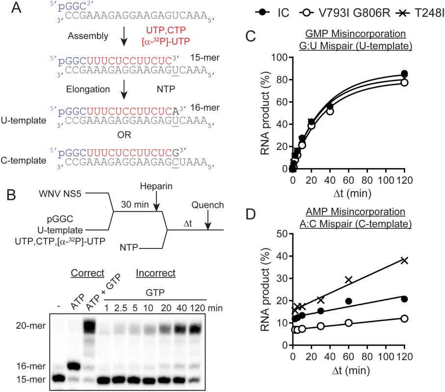 Evaluation of WNV NS5 variants with an in vitro primer extension assay reveals differences in polymerase incorporation fidelity.