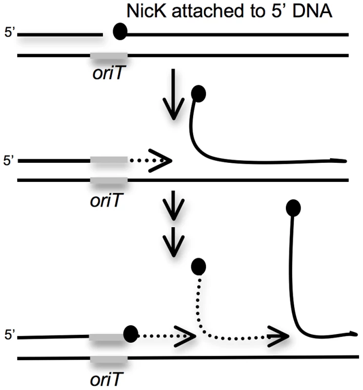 Cartoon of repeated rolling-circle replication from the ICE<i>Bs1 oriT</i> that is stuck in the chromosome.