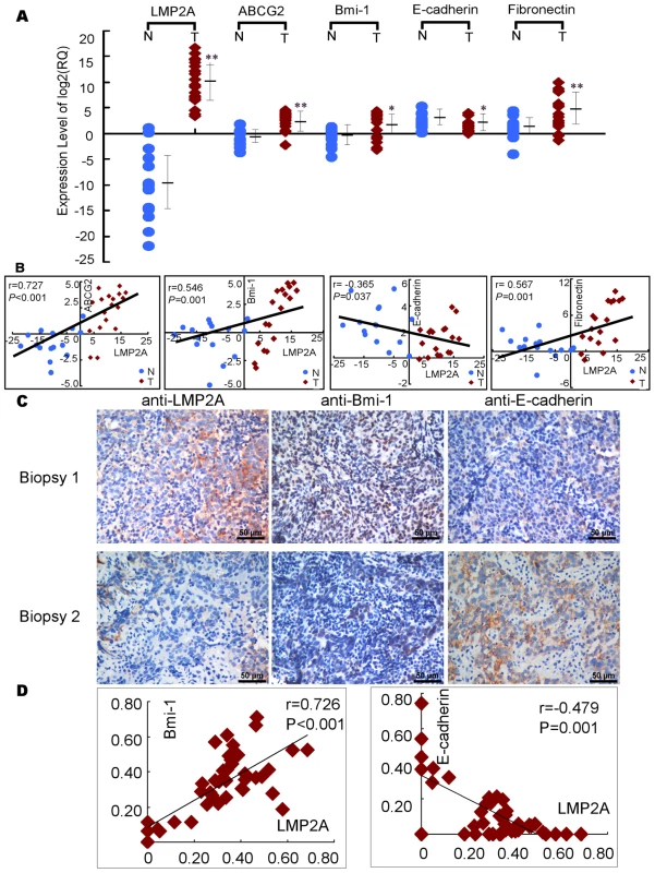 The expression of LMP2A correlates with the expression of EMT and stem cell-related markers in NPC.